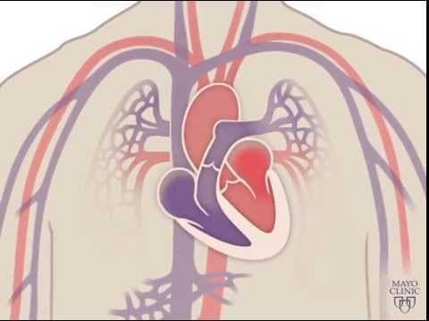 How the Heart Actually Pumps Blood